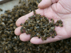 У «Агро Висты» отсудили 1,6 миллиона рублей за гибель пчёл в Тамбовском районе