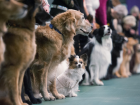 Тамбовчан приглашают посетить Всероссийские выставки собак
