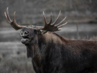В Тамбовском районе задержан браконьер, убивший лося 