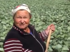 Тамбовские аграрии стали героями программы «Вести недели» на канале «Россия-1» 