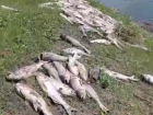 В пруду Кирсановского округа массово погибла рыба