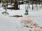 Мертвую косулю нашли в парке Дружбы Тамбова 