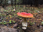 В 2023 году четверо жителей Тамбовской области отравились грибами