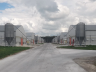 Токарёвской птицефабрике в пятнадцатый раз пригрозили банкротством