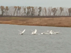 В Жердевский район прилетела стая белых лебедей