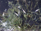 Гибель рыбы в реке Цна стала причиной проведения проверки