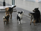 Жителям Мучкапского района пришлось обратиться в прокуратуру, чтобы решить проблему с бродячими псами