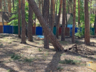 В тамбовском лагере «Ласточка» в Пригородном лесу начали вырубать сосны