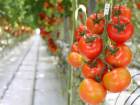 На 15% подорожали помидоры "Тепличного" из-за холодного лета