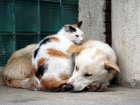 Для бездомных собак и кошек Тамбовской области введена льготная стерилизация 