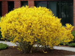 Тамбовские улицы начали украшать цветущими кустарниками