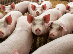 Имущество мясоптицекомбината «Первомайский» вновь выставили на продажу 