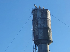 В Староюрьевском районе выясняют причины гибели трёх аистов
