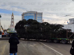 В Тамбов привезли 17-метровую ёлку из Моршанского района