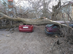 В Тамбове упавшее дерево повредило два автомобиля