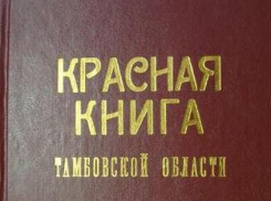 На переиздание Красной книги растений и грибов Тамбовской области потратят 1,5 млн рублей. 