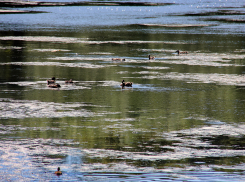 Тамбовчане жалуются на грязь и вонь из «очищенной» речки Жигалки