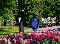 65 тысяч тамбовчан проголосовали за благоустройство скверов и парков в 2025 году