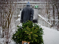 Двое браконьеров, вырубающих ёлки, получили штрафы 