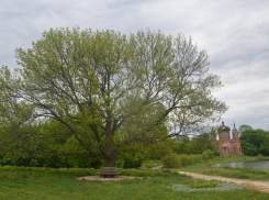 Ясень из усадьбы Воейковых-Поленовых претендует на звание главного дерева страны 