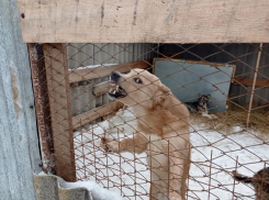 Власти Липецка расторгли контракт с тамбовскими собаколовами 