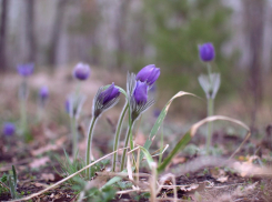 Устойчивое тепло придет в Тамбов к пятнице. Ждем! 