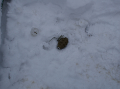 Одну из улиц Тамбова оцепили из-за сообщения об обнаружении гранаты