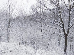 На следующей неделе в Тамбовскую область придут снегопады