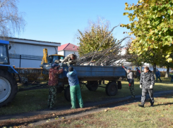 В Тамбове в этом году продолжат массовую рубку деревьев