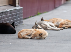 В Тамбове определились с местами, куда не будут возвращать собак после отлова и стерилизации