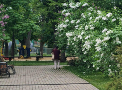 Тамбовчане продолжают воровать цветы и кустарники с городских клумб 