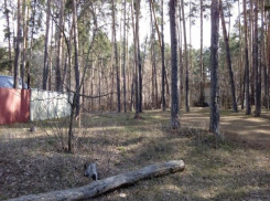 Немецкий миллиардер Райнер Брах начал строить виллу в Пригородном лесу 