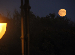 Тамбовчан приглашают принять участие в конкурсе лучшей фотографии флоры и фауны области