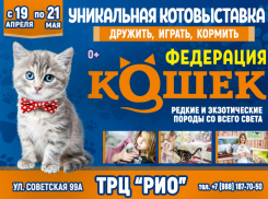 ТАМБОВ, встречай! Уникальное КОТОместо «ФЕДЕРАЦИЯ КОШЕК»! 