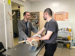 Дворняжку с пластиковой баклажкой на голове удалось поймать и освободить