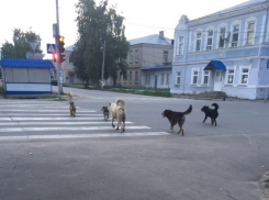 Бродячие собаки стали поводом для обсуждения в соцсетях
