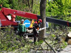 В областном центре могут объявить «карантин для деревьев»