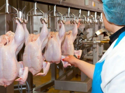 Инжавинская и Токаревская птицефабрики будут поставлять мясо кур в Китай 