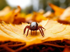 В Тамбовской области клещи покусали почти 2,2 тысячи жителей