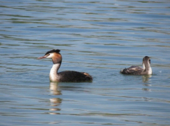 В Ласковском карьере Тамбова появились поганки