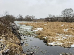 В Тамбовской области 5,5 миллионов рублей направили на избавление Цны от камыша