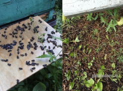 Тамбовские пасечники снова жалуются на массовую гибель пчёл из-за агрессивной обработки полей