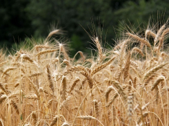 Для увеличения продаж лапши быстрого приготовления «Доширак» собирается производить муку в Тамбове 