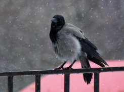 Вороны каркают? Значит скоро потеплеет 