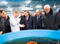 «Тамбовский осётр» обеспечит потребность населения области в рыбе на четверть 