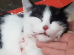 На котовчанина, избившего котёнка на глазах у детей, завели уголовное дело