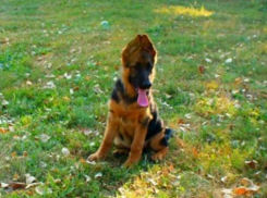 Прививки от бешенства пользуются спросом в областном центре