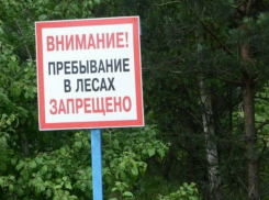 Леса Тамбовской области запрещено посещать до конца лета