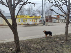В Тамбовской области депутаты предложили возможность усыпления диких собак