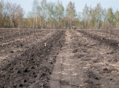 В регионе в течение года появятся ещё 7 новых садов